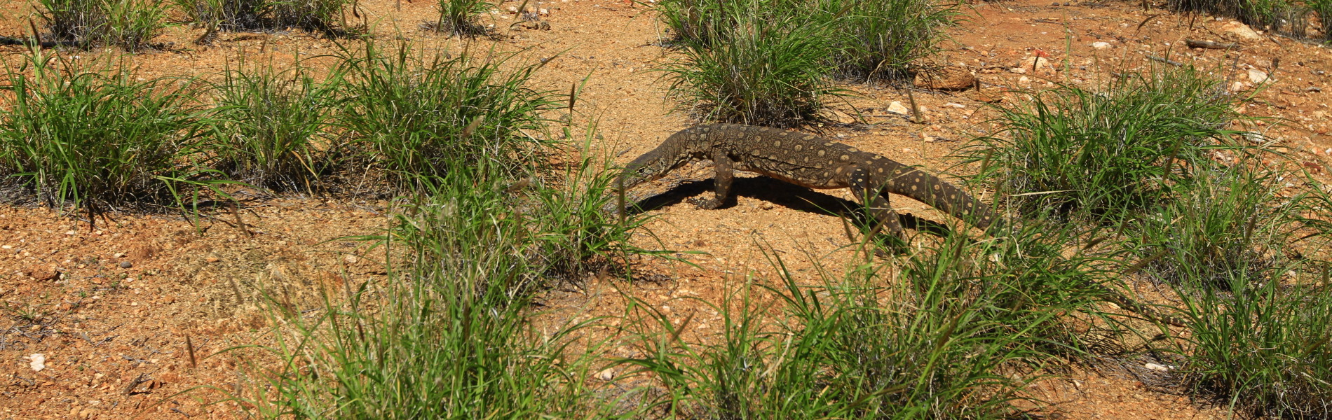 goanna